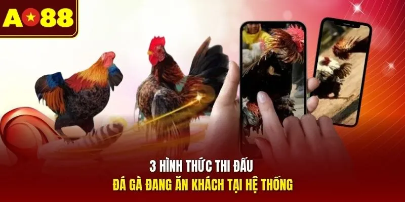 3 hình thức thi đấu đá gà đang ăn khách tại hệ thống