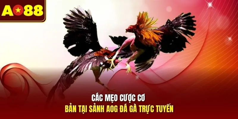 Các mẹo cược cơ bản tại sảnh AOG đá gà trực tuyến