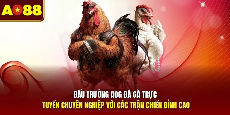 Đấu trường AOG đá gà trực tuyến chuyên nghiệp với các trận chiến đỉnh cao